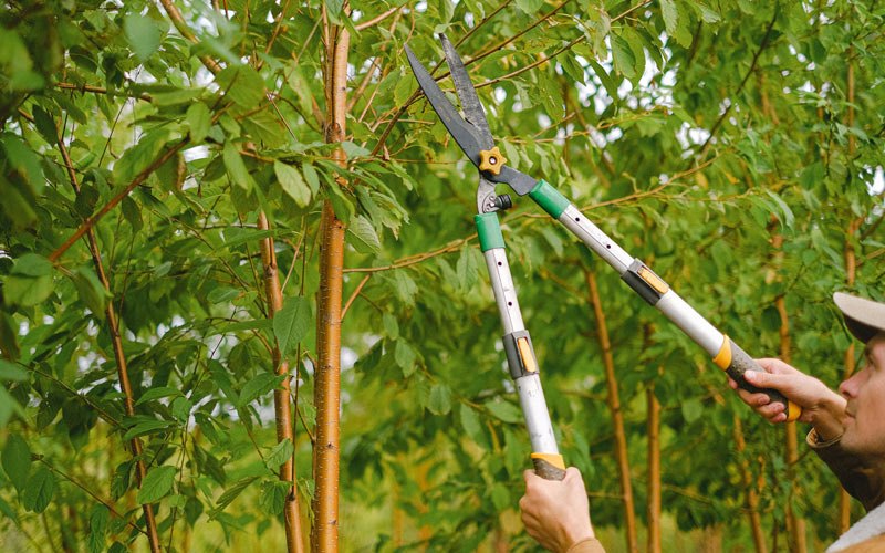 Tree trimming in Bowdon, ND