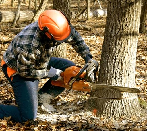 Tree Removal in Bowdon, ND